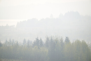 Scenic view of lush coniferous trees in foggy forest