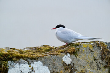 Gray and white bird on stone with dry grass