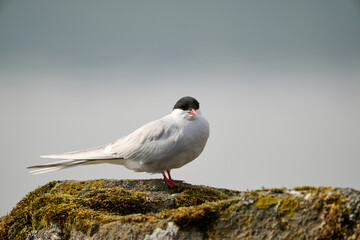 Bird relaxing on moss covered rock against clear sky