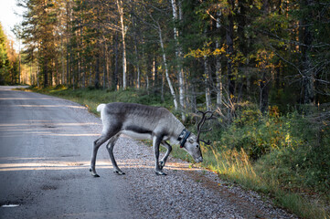 reindeer walking on an asphalt road in Lapland, Finland