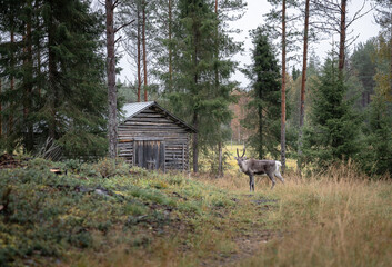 reindeer in the autumn forest in Lapland, Finland