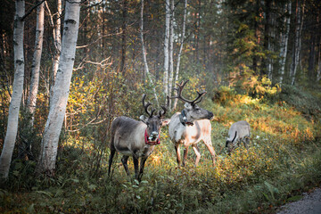 Naklejka premium reindeer in the autumn forest in Lapland, Finland