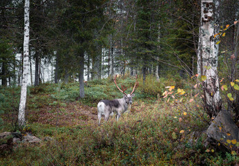 reindeer in the autumn forest in Lapland, Finland