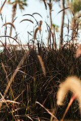 Obraz premium Autumn Grasses and Golden Ears