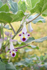 Martynia annua L. (MARTYNIACEAE) Common name: Cat's claw, Tiger's claw, Iceplant, Devil's claw, white purple flowers, wild flower, Devils Claws flower, Tiger Claws flower, Chakwal, Punjab, Pakistan