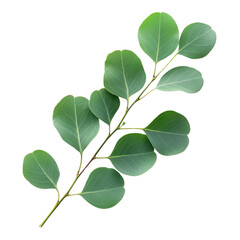 Fototapeta premium Fresh Green Eucalyptus Branch with Round Leaves Isolated on Transparent Background