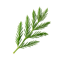 Fototapeta premium Close-up of a Green Pine Branch Isolated on Transparent Background with Detailed Needle Texture