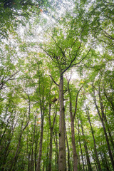 The Canopy at Hainich National Park, National park in Thuringia