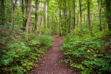 Obraz premium Hiking Trail at Hainich National Park, National park in Thuringia