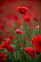 Poppies Field Flowers Red: A close-up view of a field of red poppies swaying gently in the wind.