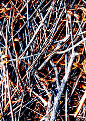 branches scattered on the ground