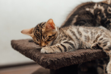 Young cute bengal kitten sleeping on a soft cat's shelf of a cat's house indoors.