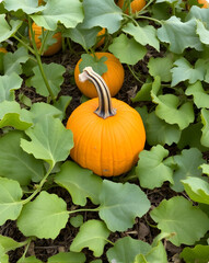 pumpkin with leaves