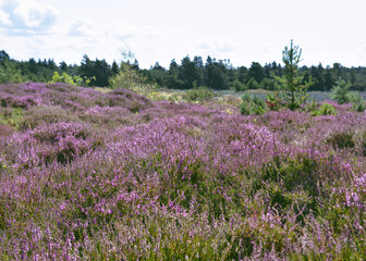 The area of moors and swamps with blossoming purple heather flowers during summer time. (Calluna vulgaris) Romo Island, Denmark 