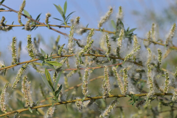 Willow buds dispersing the white seed fluff which is the cause of seasonal allergies
