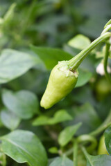fresh green chili on plant closeup, chili plants in organic farming, Chilies closeup in field, Green chili plant in a farmer's field, Ripe green chili on a plant in Chakwal, Punjab, Pakistan