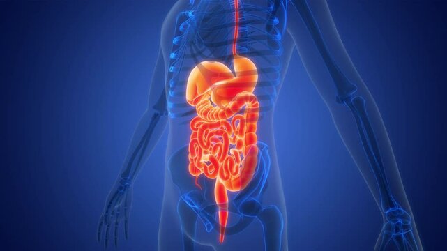 Human Digestive System Anatomy Animation Concept