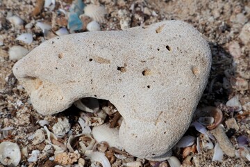 a piece of coral and beach sand