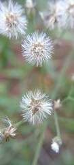 thistle flower in spring