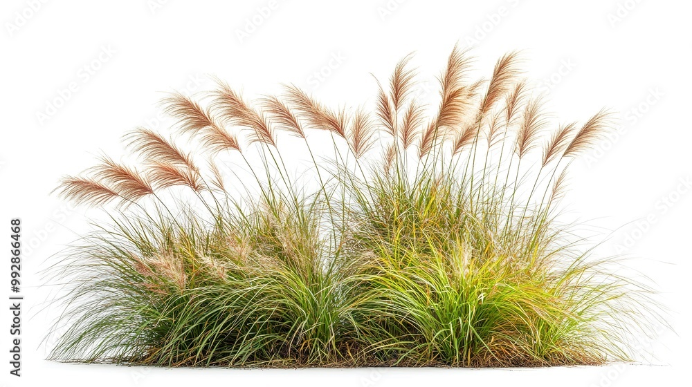 Sticker Bush of blooming ornamental grass isolated on white background 