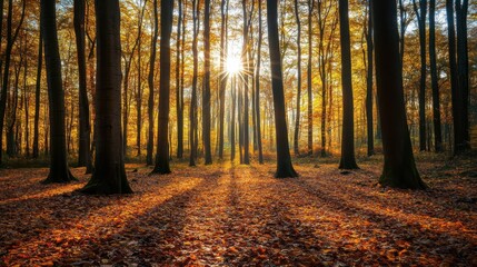 Obraz premium A forest with trees and leaves on the ground