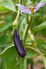 Fresh long purple brinjal (eggplant) hanging on the plant, brinjal in the vegetable field waiting to be picked for consumption. brinjal hanging on the brinjal plant. Fresh vegetable, healthy vegetable