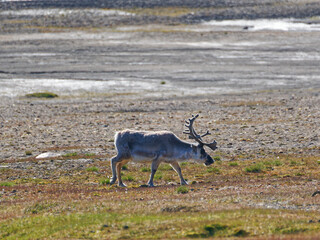 Svalbard Reindeer, Kapp Waldburg, Barentsøya, Spitsbergen, Svalbard