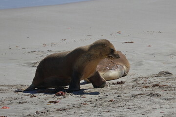 australian sea lion