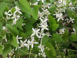 Sweet autumn clematis has numerous small white flowers. When in bloom, it gives the appearance of fleece.