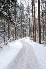 Obraz premium A Winter Walk Through A Snowy Landscape, With Tall Pine Trees Lining The Path. The Quietness Of The Snow Creates A Peaceful