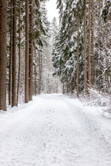 A Winter Walk Through A Snowy Landscape, With Tall Pine Trees Lining The Path. The Quietness Of The Snow Creates A Peaceful