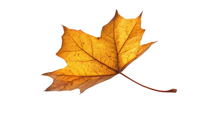 Fototapeta premium Yellow maple leaf, white isolate background