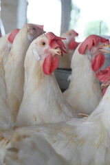 Closeup portrait of White hen at poultry farm, Layer farm, Group of healthy white chicken in poultry farm closeup, hen face closeup in farm, poultry, layer hens for eggs, poultry and livestock Chicken