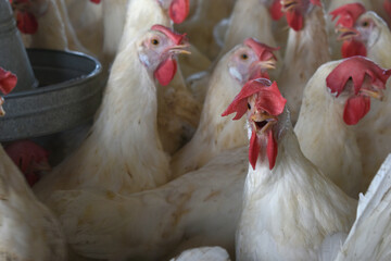 Closeup portrait of White hen at poultry farm, Layer farm, Group of healthy white chicken in poultry farm closeup, hen face closeup in farm, poultry, layer hens for eggs, poultry and livestock Chicken