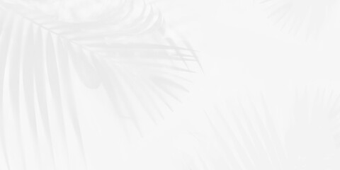 White wall background and palm leaves soft shadows. Natural pattern, gray shadow. Copy space