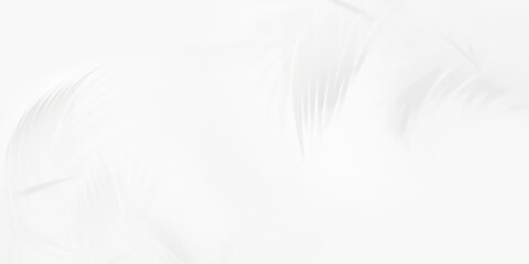 Obraz premium White wall background and palm leaves soft shadows. Natural pattern, gray shadow. Copy space