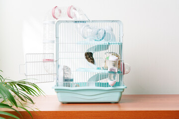 A vibrant hamster cage with wheels and accessories set against a backdrop of green leaves indoors