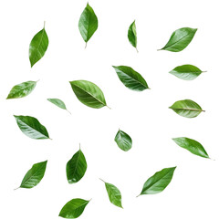 Isolated green leaves on white background