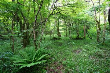 Obraz premium spring primeval forest with ferns and old trees