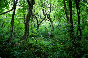 Obraz premium spring primeval forest with ferns and old trees