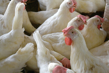 Closeup portrait of White hen at poultry farm, Layer farm, Group of healthy white chicken in poultry farm closeup, hen face closeup in farm, poultry, layer hens for eggs, poultry and livestock Chicken