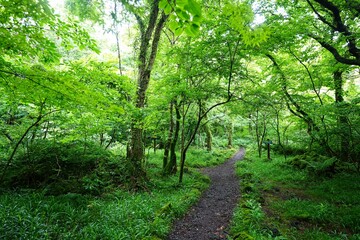 Obraz premium mossy rocks and mossy old trees in spring forest