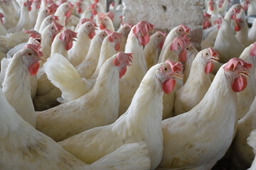 Closeup portrait of White hen at poultry farm, Layer farm, Group of healthy white chicken in poultry farm closeup, hen face closeup in farm, poultry, layer hens for eggs, poultry and livestock Chicken