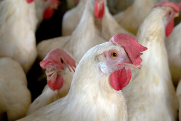 Closeup portrait of White hen at poultry farm, Layer farm, Group of healthy white chicken in poultry farm closeup, hen face closeup in farm, poultry, layer hens for eggs, poultry and livestock Chicken