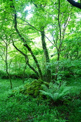 Obraz premium fresh ferns and mossy old trees in spring forest