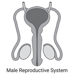 Male Reproductive System