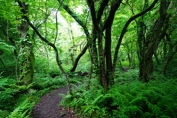 mossy old trees and path in spring forest
