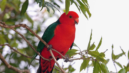 close up of a male king parrot perching on a branch at o'reillys rainforest retreat in lamington national park of sth qld, australia
