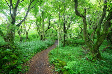 Fototapeta premium fine path in deep forest
