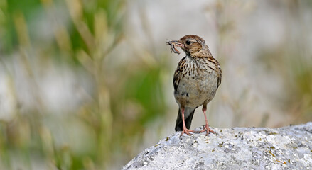 Heidelerche (Lullula arborea) mit Grashüpfer im Schnabel // Woodlark with grasshopper in its beak 